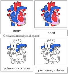 four different types of heart pictures