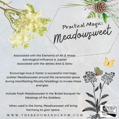 meadowsweet uses. meadowsweet spell use. meadowsweet spiritual uses. meadowsweet metaphysical uses. meadowsweet handfasting. meadowsweet wedding herb. Meadowsweet Magical Properties, Meadowsweet Benefits, Witchy Rituals, Magickal Herbs, Magic Herbs, Eclectic Witch, Magical Herbs, Herbal Teas