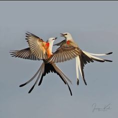 two birds are flying in the sky together