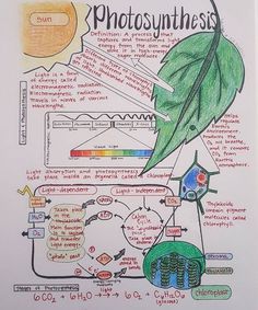 the diagram shows photosyntheism and its functions in plant life, as well as other things