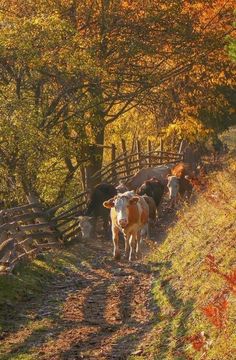 several cows are walking down a dirt path in the fall time with leaves on the ground