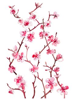 a branch with pink flowers on it is in the middle of a white background and has no leaves