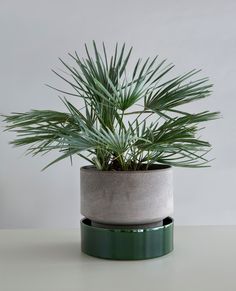 a potted plant sitting on top of a table