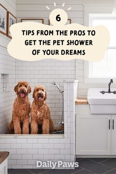 two brown dogs sitting in a bathtub with the words tips from the pros to get the pet shower of your dreams