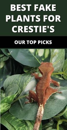 a brown gecko sitting on top of a green leafy plant with the words best fake plants for crittes our top picks