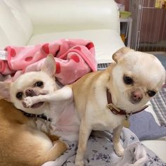 two small dogs sitting on top of a bed