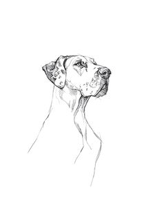 a black and white drawing of a dog