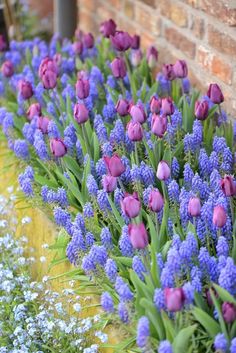 purple flowers are growing next to a brick wall