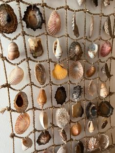 several seashells are hanging on the wall