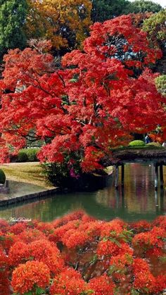 a pond surrounded by trees with red leaves