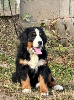 a black, brown and white dog sitting on top of grass next to a building