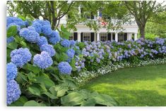 blue hydrangeas line the side of a white house