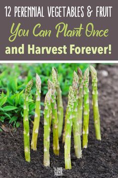 asparagus growing in the ground with text overlay that reads 12 perennial vegetables and fruit you can plant once and harvest forever