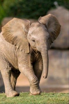 an elephant standing on top of a lush green field next to rocks and grass covered ground