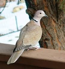 a white and gray bird sitting on top of a wooden ledge next to a tree