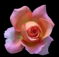 an orange and pink rose on a black background