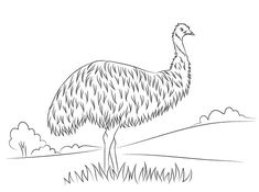 an ostrich is standing in the grass coloring page for adults and children to color