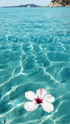 a white flower floating on top of the ocean next to a rocky island with an island in the background