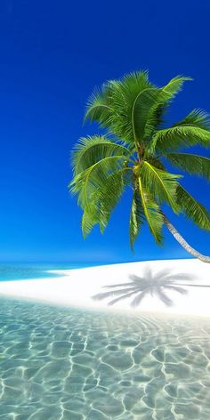 a palm tree casts a shadow on the water's surface in front of an island