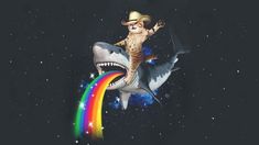 a cat riding on top of a shark with a rainbow