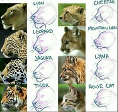 several different types of wild animals with names on them, including lions, tigers and cheetah