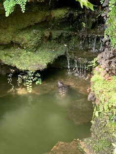 there is a small pond in the middle of some mossy rocks and plants around it