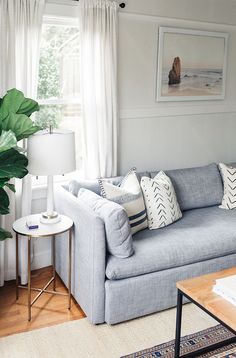 a living room filled with furniture and a large green leafy plant in the corner