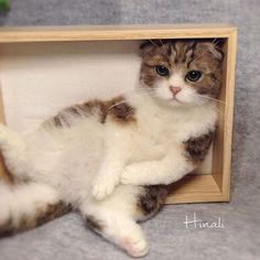 a cat is laying down in a wooden box