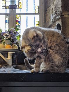 a cat sitting on top of a sink next to a window