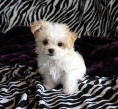 a small white dog sitting on top of a zebra print blanket