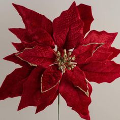 a large red poinsettia with gold trimmings on it's center