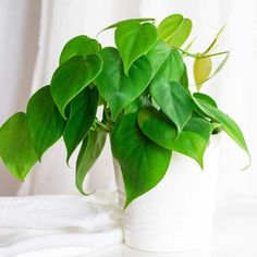 a potted plant sitting on top of a white table