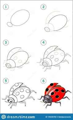 how to draw a ladybug step by step drawing for kids and beginners