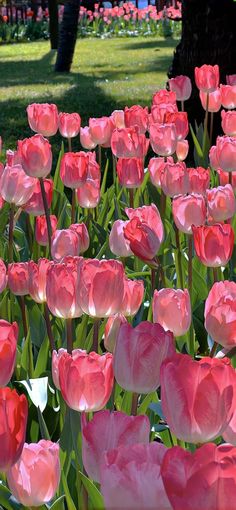 many pink tulips blooming in the park