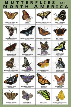 the butterflies of north america are shown in this poster, which shows their different colors and sizes