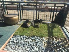 two dogs are playing in the grass near some rocks and gravel on a balcony overlooking a parking lot