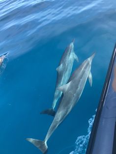 two dolphins swimming in the ocean next to a person on a boat with a camera