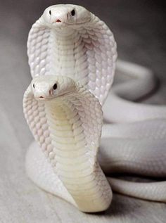 two white snakes with their heads in the shape of a snake's head, on top of each other