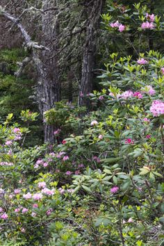 some pink flowers and trees in the woods