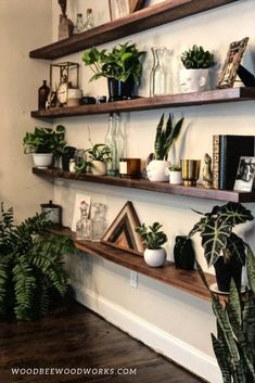 some shelves with plants and pictures on them