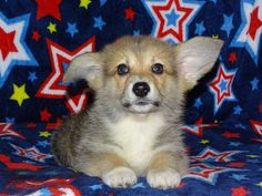 a small dog sitting on top of a blue and red blanket with stars around it