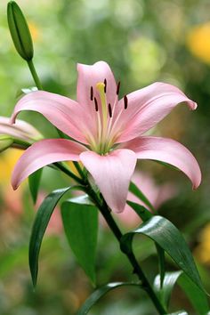 a pink flower with green leaves in the background