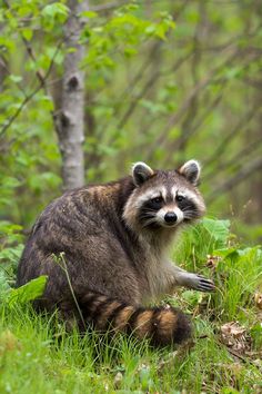 a raccoon sitting in the grass next to a tree