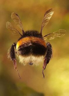 a close up of a bee flying in the air with it's eyes closed