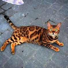 a brown and black cat laying on the ground