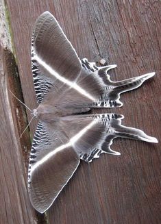 a close up of a moth on a wooden surface