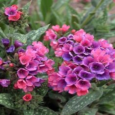 purple flowers are blooming in the garden