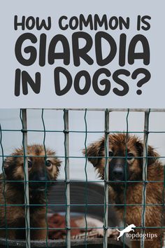 Home Remedies for Giardia in Dogs: 7 Natural Treatments Giardia In Dogs, Bland Food, Oregon Grape, Dog Safety, Natural Treatments, Pet Lovers, Dog Food