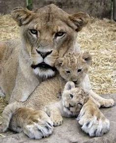 two young lions are playing with their mother