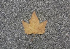 a single leaf laying on the ground